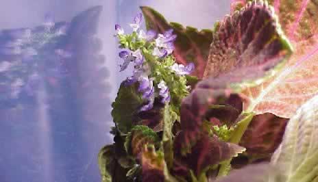 Indoor growing requires a careful consideration of the artifical light for photosynthesis